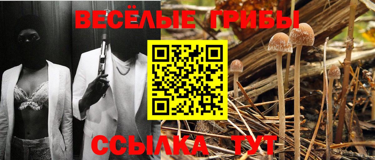 Псилоцибиновые грибы Psilocybine cubensis Боровичи